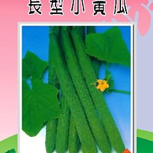 【野菜部屋~】K02 日本長型小黃瓜種子0.4公克 , 品質穩定 , 口感佳 ,每包15元~