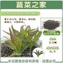 【蔬菜之家滿額免運00A100】大包裝.紅葉尖A萵苣種子80克(約7萬顆)※不適用郵寄掛號※