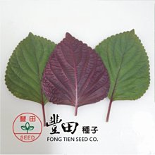 【野菜部屋~】E59 千紅芝麻菜種子80粒 , 葉面綠色 , 葉背紫色 , 每包15元 ~