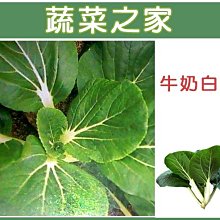 【蔬菜之家滿額免運00A10】大包裝.牛奶白菜種子130克(約5萬顆)(株型類似青江白菜)※不適用郵寄掛號