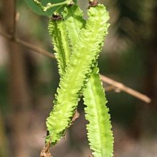 【野菜部屋~】J13 翼豆種子15粒 , 又稱四角豆 , 風味甜脆 , 每包15元 ~