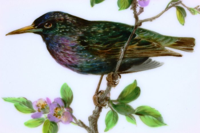 德國古董瓷器 麥森(Meissen) 手繪 紫翅椋鳥 European Starling 鳥盤