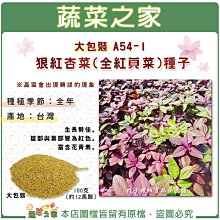 【蔬菜之家滿額免運00A54-1】大包裝.狠紅杏菜(全紅莧菜)種子100克(約12萬顆)※不適用郵寄掛號配送