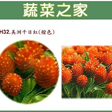 【蔬菜之家滿額免運】H32.美洲千日紅種子20顆(橙色，高50~70cm.花卉種子)