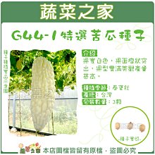 【蔬菜之家滿額免運】G44-1特選苦瓜種子3顆(白皮粗米) / /果實白色，果面瘤狀突出，果型豐滿美觀產量甚高