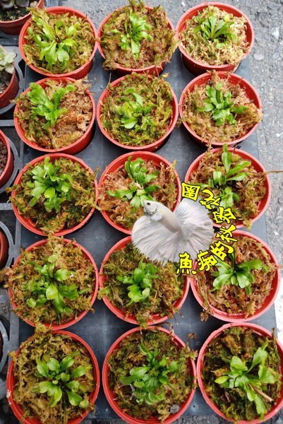 活體 [中小尺寸 綠色捕蠅草 捕蚊草] 食蟲植物3吋盆栽 可以捕捉小昆蟲 光線需充足