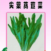 【野菜部屋~】B01 尖葉萵苣菜種子8.1公克 , 營養價值高 , 每包15元~