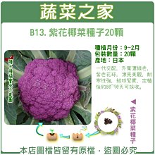 【蔬菜之家滿額免運】B13.紫花椰菜種子20顆(一代交配，外葉濃綠色，紫色花球，漂亮美觀，耐寒性強，結球緊實)