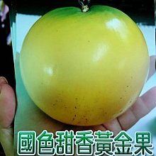 花花世界_季節水果苗--國色甜香黃金果--(黃金蒟蒻)/4寸盆/40-50CM/TC