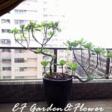 【EF Garden&Flower】白水木 居家陽台盆栽