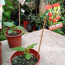 (缺貨中) 花花世界_季節水果苗--紅寶石樹蕃茄--**新品種    多種口感**/5吋盆/高20~40CM/TC