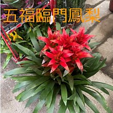 花花世界_送禮盆栽_室內盆栽*五福臨門鳳梨花 (瓦盆，5株裝)/高30-40cm/送禮 祝賀/MA*無法超取*