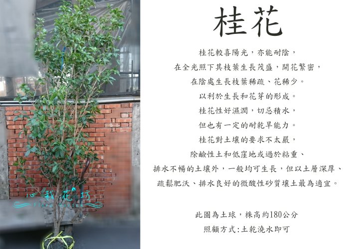 心栽花坊-桂花/土球/180公分/需要別的尺寸可問/大型庭園樹/景觀樹/造型樹/盆景樹售價1000特價800