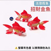 微笑的魚水族☆【活潑假魚】招財金魚1個 ☆隻隻鮮豔漂亮☆