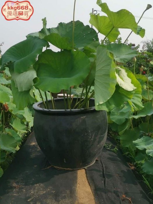 花盆 盆栽 水泥盆 花器 大花盆 水泥花盆老北京金魚盆土陶水泥缸養荷花睡蓮造景花園黑風非陶瓷大水缸