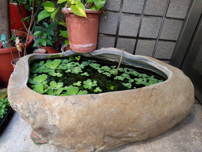 禎安丹雜藝~大型原石魚缸 大石頭植栽 花器花盆  贈 ~水芙蓉植物+水草+金玫瑰魚