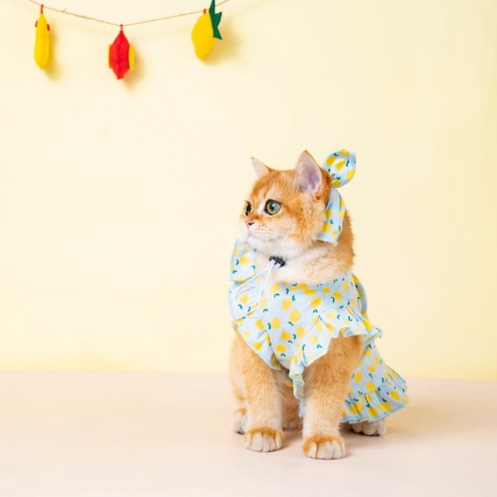 貓咪衣服貓咪衣服夏季貓衣服薄款寵物連衣裙貓貓小貓服裝布偶貓防掉毛夏裝