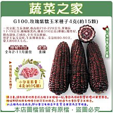 【蔬菜之家滿額免運】G100.玫瑰紫糯玉米種子4克(約15顆)(F1，生長強健，穗軸紫黑色，糯性好，稍有甜味，口感佳)