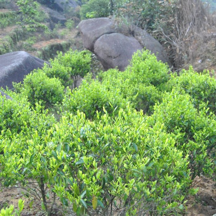 獅頭脚【米蘭香】100g稀有品種鳳凰單欉茶可以堂普洱茶苑| 奇摩拍賣