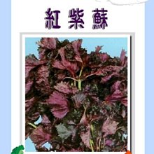 【野菜部屋~】O05日本紅紫蘇種子0.65公克 , 氣味溫和 , 每包15元~