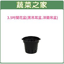 【蔬菜之家滿額免運005-D135】3.5吋蘭花盆(黑吊耳盆.洋蘭盆)※此商品運費請選擇宅配貨運※