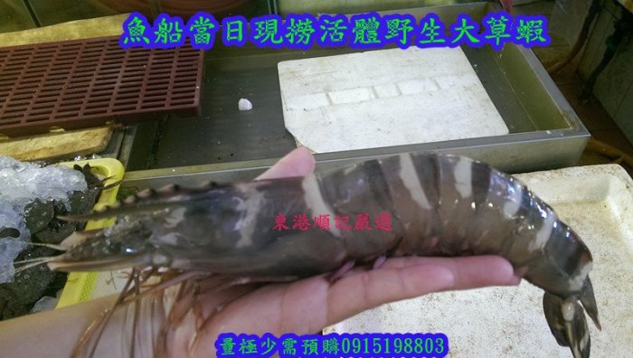 東港順記 現撈野生 活體 大草蝦(草蝦母) 肉感紮實香甜 甜中帶Q 宴客首選 (漁船當日捕撈)~需預購