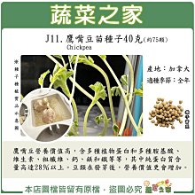 【蔬菜之家滿額免運】J11鷹嘴豆苗種子40克(產地加拿大)  鷹嘴豆,種子,雞豆,三角豆,腦豆子,雪蓮子,豆芽,營養,蔬菜.園藝,種植