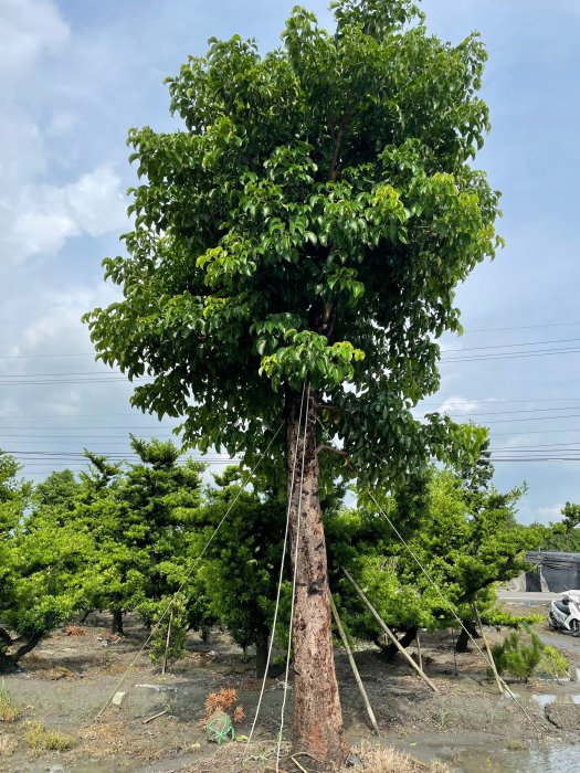 茄苳 重陽木