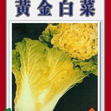 【野菜部屋~】F19 黃金白菜種子3.6公克 , 食味極佳 , 每包15元~