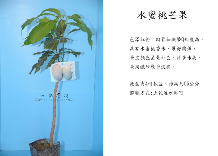 心栽花坊-水蜜桃芒果/4吋/嫁接苗/水果苗/芒果苗/售價200特價160