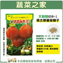【蔬菜之家滿額免運00G58-1】大包裝.桃太郎番茄種子0.18克(約70顆) ※不適用郵寄掛號配送