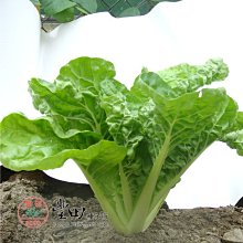 【野菜部屋~原包裝】F35 黑松青葉白菜種子20公克 , 纖維少 ,柔嫩細緻 , 口感佳 ,每包150元~