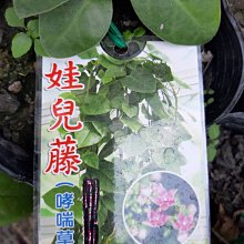 花花世界_藤蔓植物*娃兒藤*哮喘草-關腰草/3吋/高10cm/MA