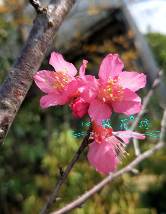 心栽花坊-山櫻花/7吋/櫻花/櫻花品種/觀花植物/綠籬植物/售價360特價300