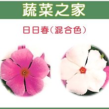 【蔬菜之家滿額免運00H39】大包裝.日日春(混合色，高45~60cm)花卉種子 3克(約1300顆)