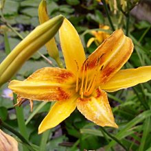 (缺貨，季節商品)花花世界-香草植物**金針花苗**5吋盆/高10-30cm/忘憂草/MA*出貨不保證有花苞*