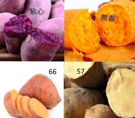 日本品種/紫心/奶香栗子/57號/66號安心種植地瓜50台斤(1斤有1條至3條)