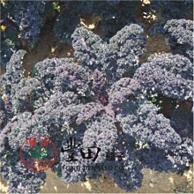 【野菜部屋~中包裝】H27 紅珊瑚羽衣芥藍種子120粒 , 生長旺盛 , 葉質地柔軟 ,每包190元~