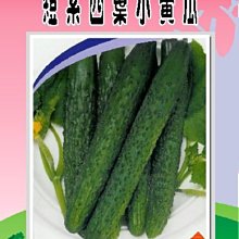 【野菜部屋~】K16 短系四葉小黃瓜種子8公克 ,肉質鮮脆~