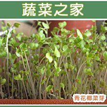 【蔬菜之家滿額免運】J03.青花椰菜芽種子2000顆(青花椰菜芽、青花椰苗、芽菜種子)//含蘿蔔硫素,有助對抗氣喘