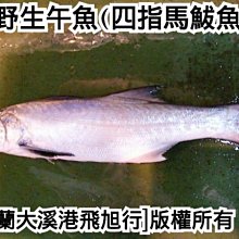 地震魚 石川氏粗鰭魚 Yahoo奇摩拍賣