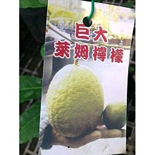 花花世界__水果苗-- 巨大萊姆檸檬--風味清香/4.5吋盆/高30-50cm/Tm