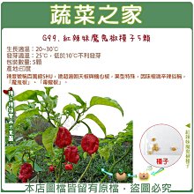 【蔬菜之家滿額免運】G99.紅辣妹魔鬼椒種子5顆 辣椒 魔鬼辣椒 蔬菜種子 辣度號稱百萬級SHU 毒蠍椒