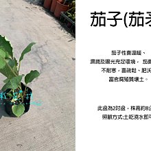 心栽花坊-茄子/茄矛/長條型/3吋/實生苗/水果苗/售價40特價30