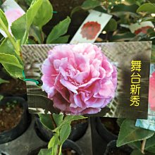 （預計九月上市）花花世界_茶花苗*舞台新秀*-迪牡丹(花季11至翌年2月)/3.5吋/5-15cm/MA