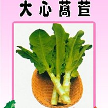 【野菜部屋~】B07 日本大心萵苣種子3.8公克 , 嫩莖萵苣 , 每包15元~