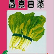 【野菜部屋~】F07 日本鳳京白菜種子3.2公克 , 生長特別快速 ,易種植 ,每包15元~