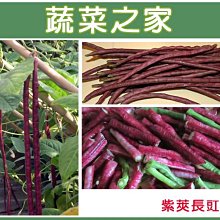 【蔬菜之家滿額免運】E15.紫莢長豇豆種子30顆(豆莢呈紫色，莢長約50公分.早生.結莢多.品質柔嫩.蔬菜種子)