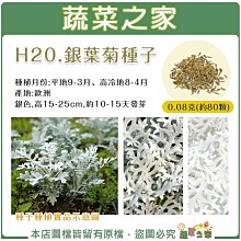 【蔬菜之家滿額免運】H20.銀葉菊種子0.08克(約80顆) (銀色，高15~25cm.花卉種子)