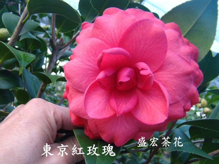 【盛宏茶花】茶花品種︱5吋盆原棵茶花︱東京紅玫瑰